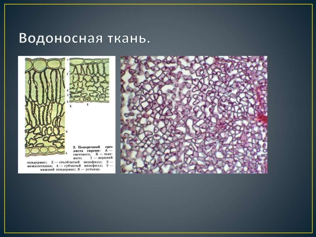 Деление клеток растительной ткани на питательной среде