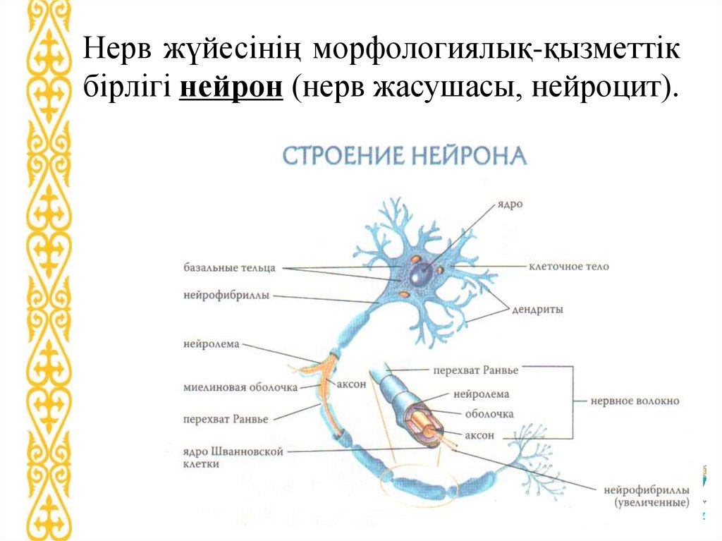 Название нервной клетки. Строение нейрона рисунок с подписями. Подробная схема строения нейрона. Строение нейрона человека схема. Строение нервной клетки анатомия.