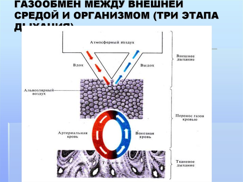 Обеспечивает газообмен