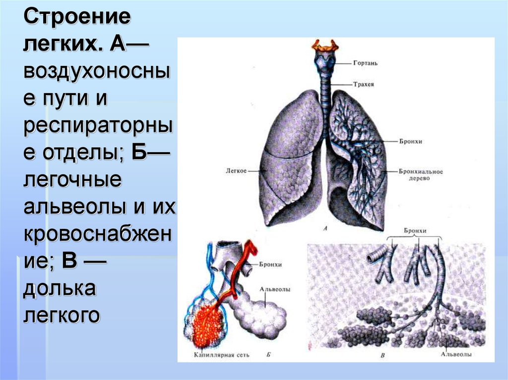 Альвеолы легких. Строение лёгких. Внутренне строение легких. Альвеолы легких строение.