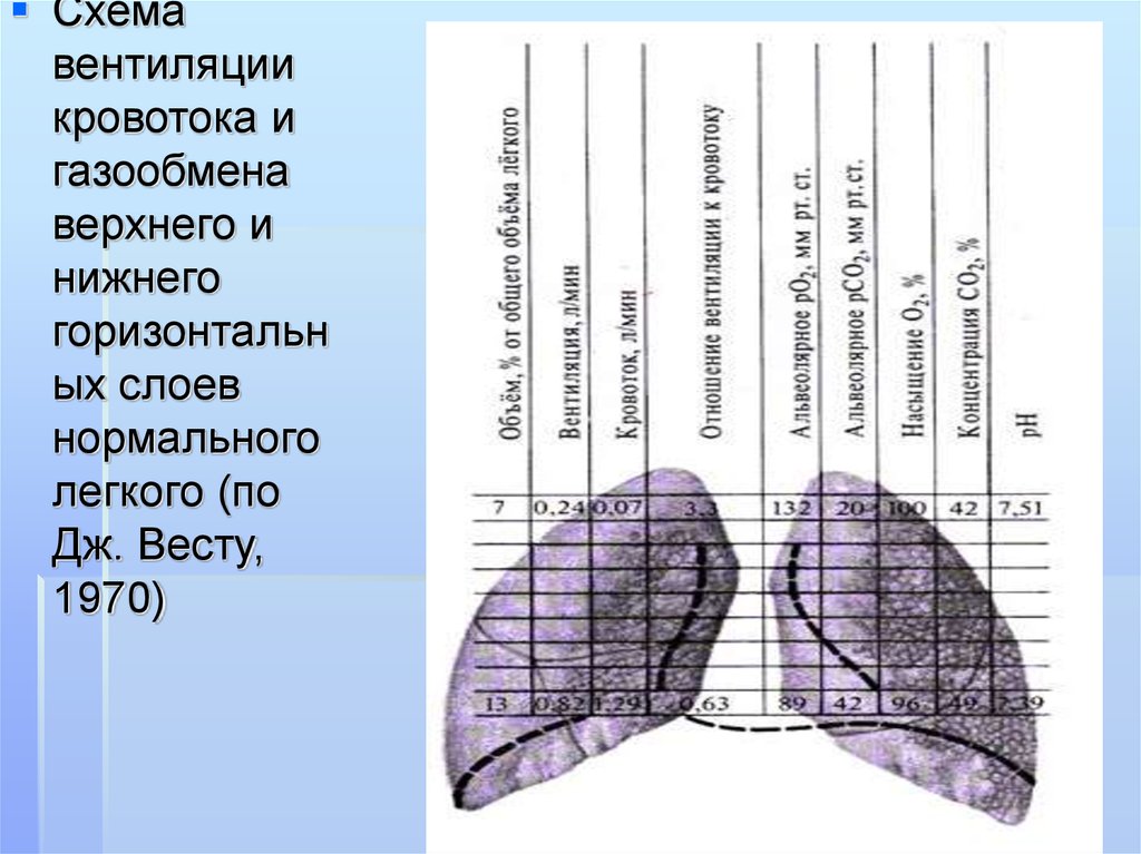 Зоны Уэста в легких. Объем легких в процентах