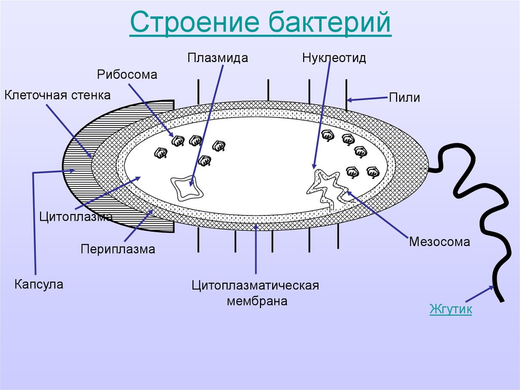 Какие особенности строения бактериальной клетки. Схема строения бактериальной клетки микробиология. Строение бактериальной клетки плазмида. Строение бактериальной клетки микробиология. Схема бактериальной клетки микробиология.