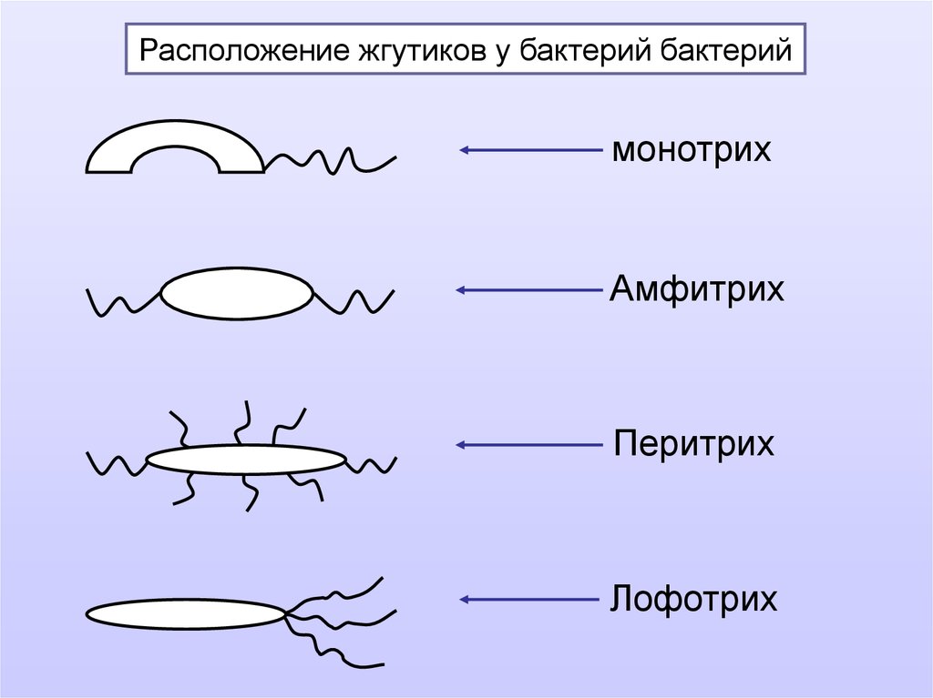 Лофотрихи. Расположение жгутиков у бактерий амфитрихи. Лофотрихи амфитрихи. Расположение жгутиков у бактерий. Расположение жгутиков у бактерий микробиология.