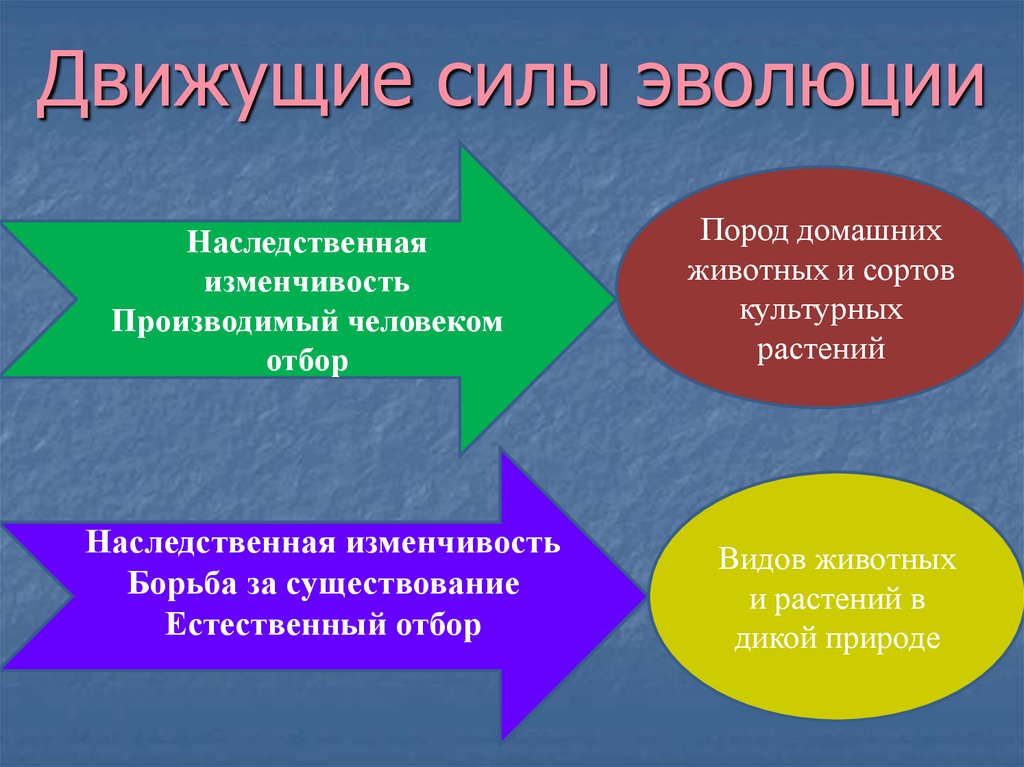 Борьба за существование и естественный отбор движущие силы эволюции 9 класс презентация