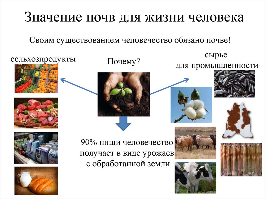 Экологическое значение почвы презентация