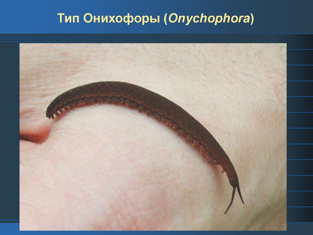 Тип Онихофоры (Onychophora) - online presentation