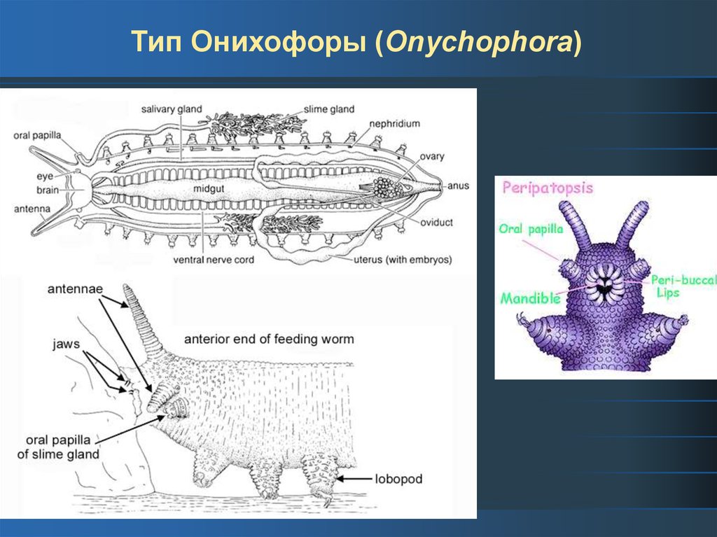 Тип Онихофоры (Onychophora)