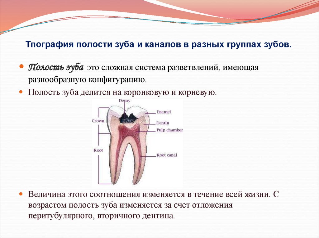 В какую систему входит зуб. Топография полостей и корневых каналов однокорневых зубов. Анатомия полости зуба и корневых каналов. Анатомо топографическое строение зубов. Анатомия строения полости зуба.