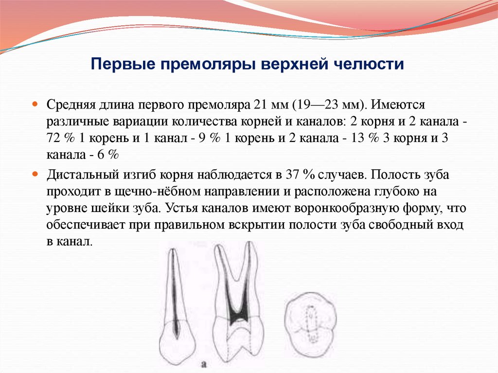 2 корня в зубе. 1 Премоляр верхней челюсти корни. 2 Премоляр корень зуба. Корневые каналы первого премоляра верхней челюсти. Первый премоляр нижней челюсти корни.
