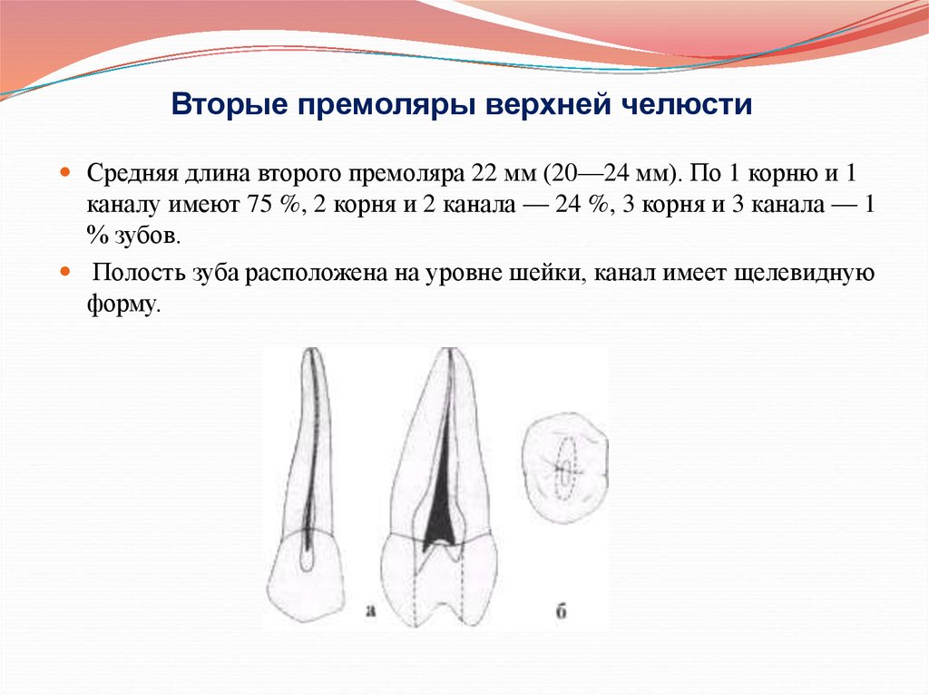 2 корня в зубе. Премоляры верхней челюсти корни. Корневые каналы второго премоляра верхней челюсти. Корни первого премоляра верхней челюсти.