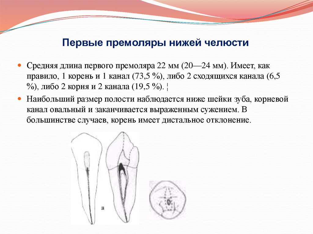 Нижний количество. Первый премоляр нижней челюсти корни. Первый премоляр верхней челюсти корни. Корни премоляра нижней челюсти. Второй премоляр нижней корневые каналы.