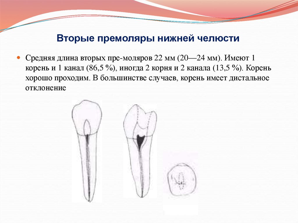 1 корневой канал. Второй премоляр нижней челюсти корни. Второй премоляр нижней челюсти анатомия корневых каналов. Второй Нижний премоляр корни. 1 И 2 премоляр нижней челюсти.