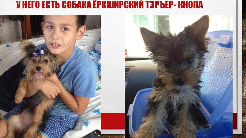 У него есть собака Ёркширский тэръер- КНОПА