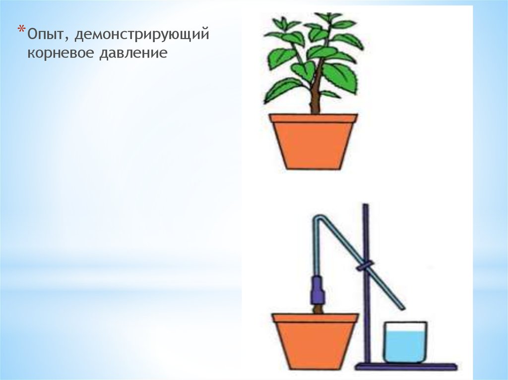 Опыт изображенный на рисунке служит доказательством 6. Опыт корневого давления растений. Опыт доказывающий наличие корневого давления у растений. Эксперимент доказывающий Корневое давление. Опыт Корневое давление 6 класс.