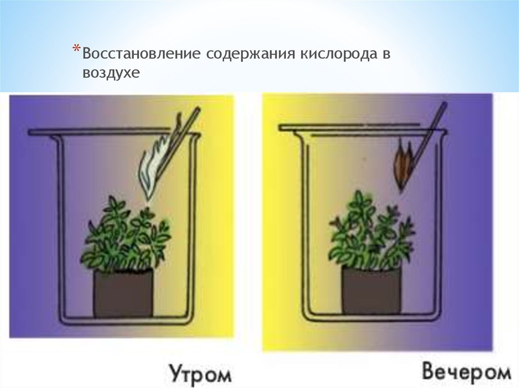 В изображенном на рисунке опыте растение помещают на подоконник и через несколько дней