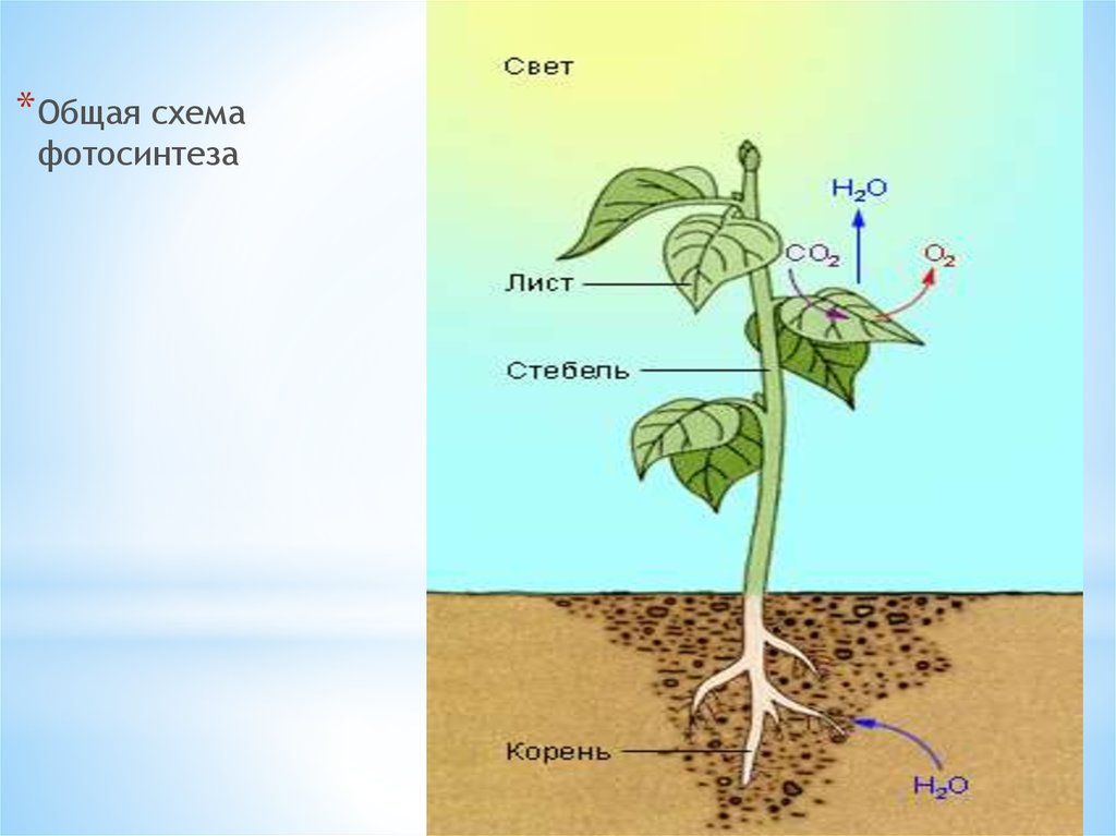Какой орган растения выполняет функцию фотосинтеза. Миндальное питание растений. Минеральное питание растений. Схема питания растений. Воздушное питание растений схема.