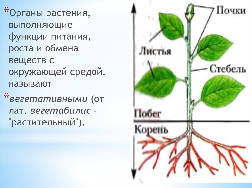 Вегетативные части тела. Органы растений. Строение органов растений и их функции. Название органов растений. Вегетативные органы растений.