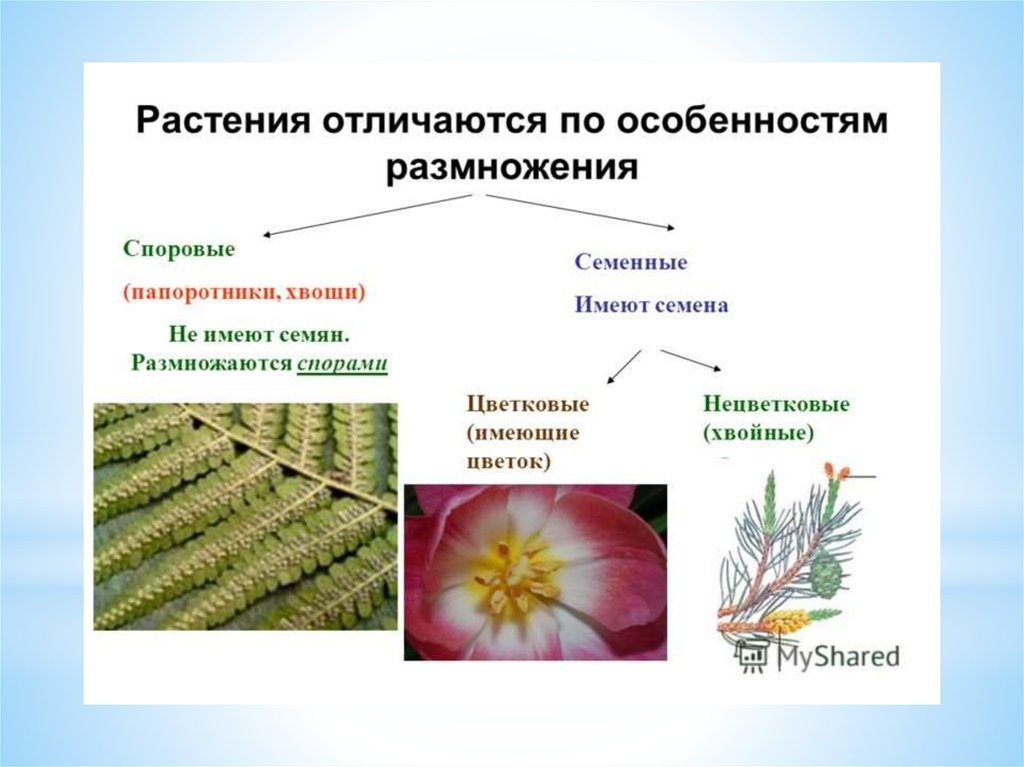 Группа растений которых является. Высшие споровые растения размножение. Отличие семенных растений от споровых. Голосеменные высшие семенные растения. Споровые и семенные растения 6.