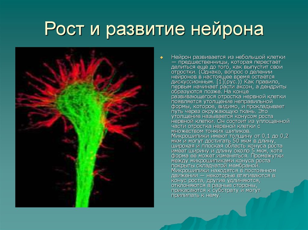 Примеры нервных клеток. Развитие нейрона. Развитие нервной клетки. Стадии развития нейрона. Развитие и рост нейрона.