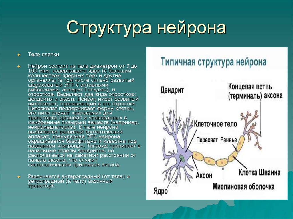 Особенности строения нервных клеток. Схема строения нейрона. Основные части нейрона и их функции. 1. Укажите основные части нейрона и их функции:. Строение нервной клетки нейрона.