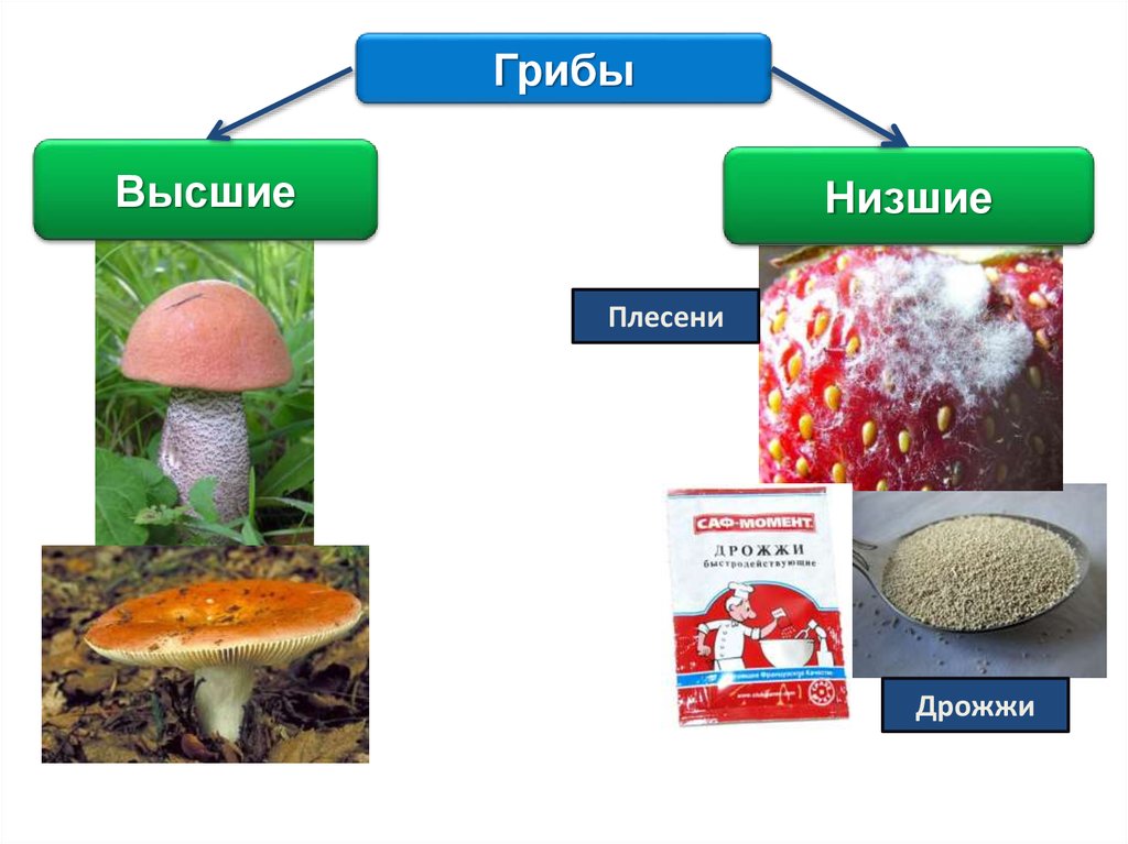 Низшие грибы имеют мицелий. Нищчшик и высшие грибы. Высшие и низшие грибы. Характеристика высших и низших грибов. Низшие грибы.