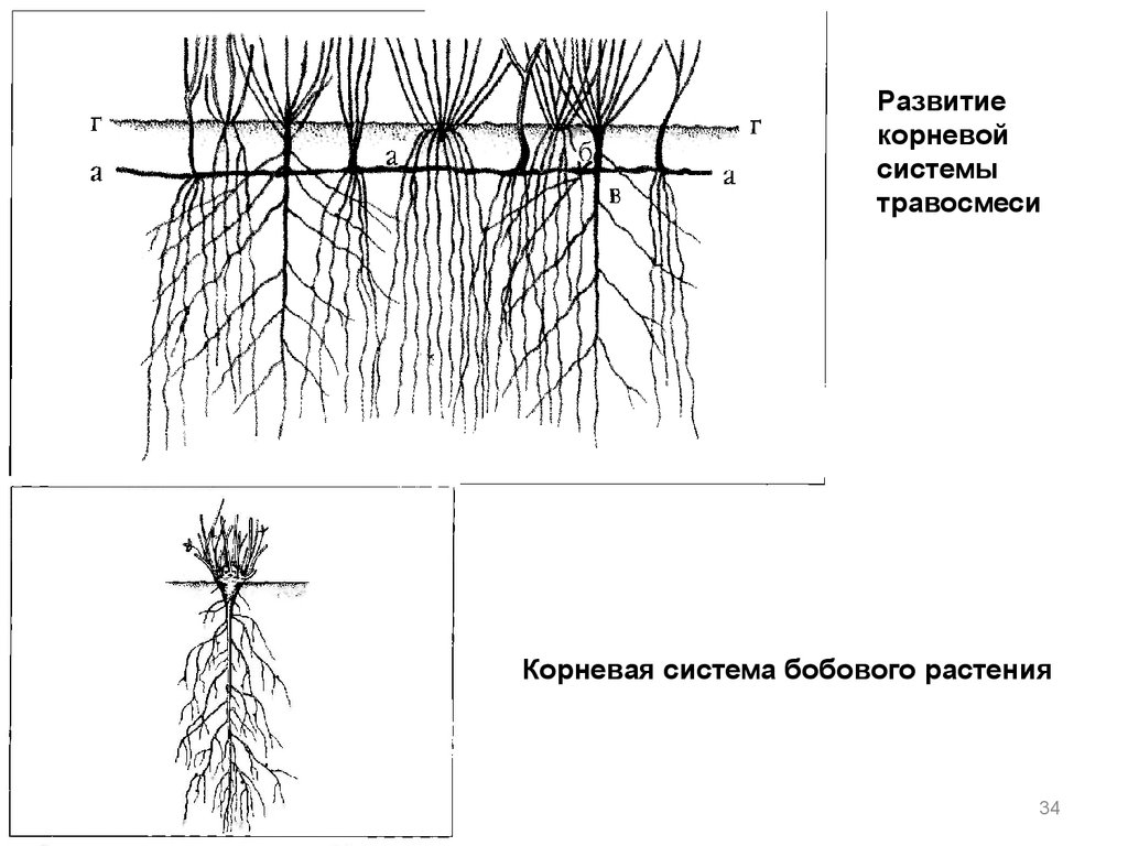 Верба корневая система схема