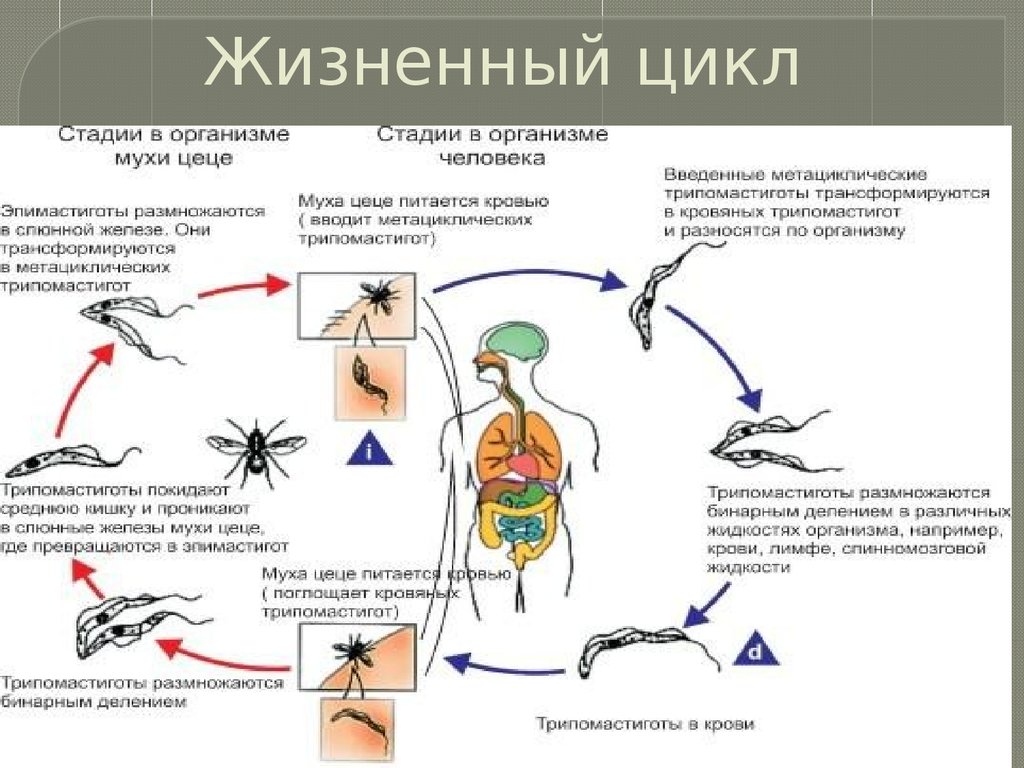 Схема жизненного цикла лямблии