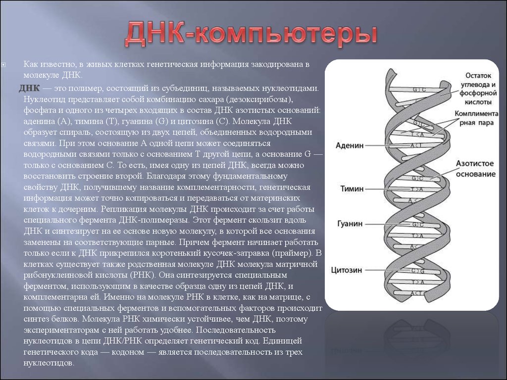 Структуру днк расшифровали. Расшифровка молекулы ДНК. Классификация ДНК. Молекулы оснований ДНК. Молекула ДНК представляет собой.