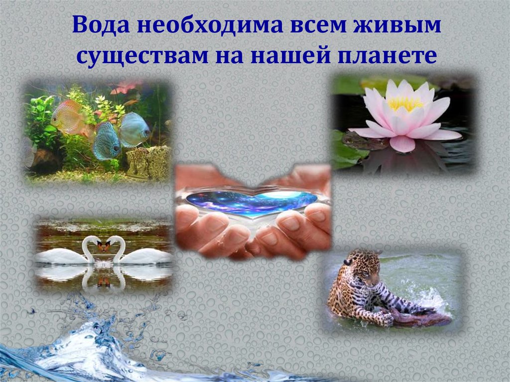 Вода в жизни живых организмов