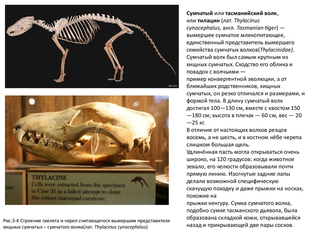 Сумчатый волк описание. Строение челюсти сумчатых. Сумчатый волк строение. Строение скелета сумчатых. Анатомия сумчатого волка.