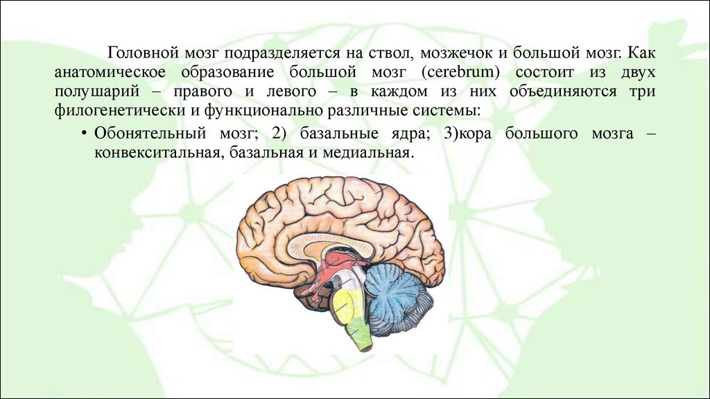 Из каких веществ состоит мозг. Головной мозг состоит из ствола и полушарий большого мозга. Головной мозг ствол мозжечок большой мозг. Основные принципы строения мозга. Конечный мозг состоит из большого мозга.