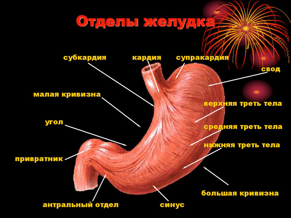 Покажите картинки желудок. Анатомия желудка антральный отдел. Строение кардиального отдела желудка. Строение желудка антральный отдел. Антральный и пилорический отделы желудка.