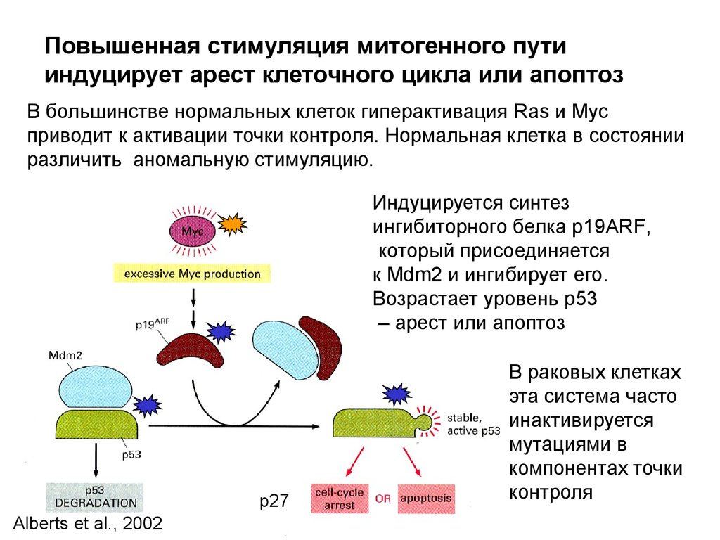 Укажите номер обозначающий на схеме стадию клеточного цикла во время которой происходит удвоение днк