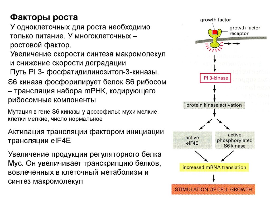 Фактор роста 3. Рост клеток факторы роста. Строение и механизм действия факторов роста на клетку. Факторы роста белки. Факторы роста функции.