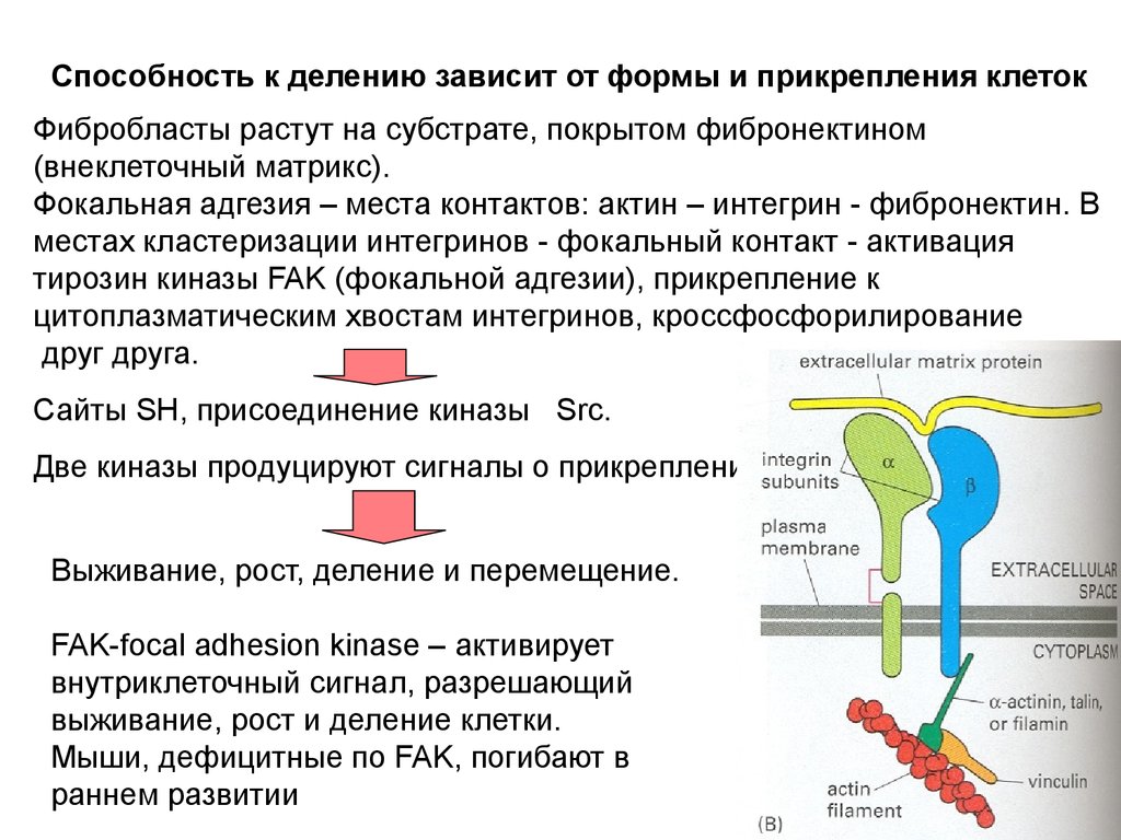 Способность клетки. Адгезионные соединения между клеткой и внеклеточным матриксом. Фокальная адгезия. Способность клеток прикрепляться. Адгезия генетика.