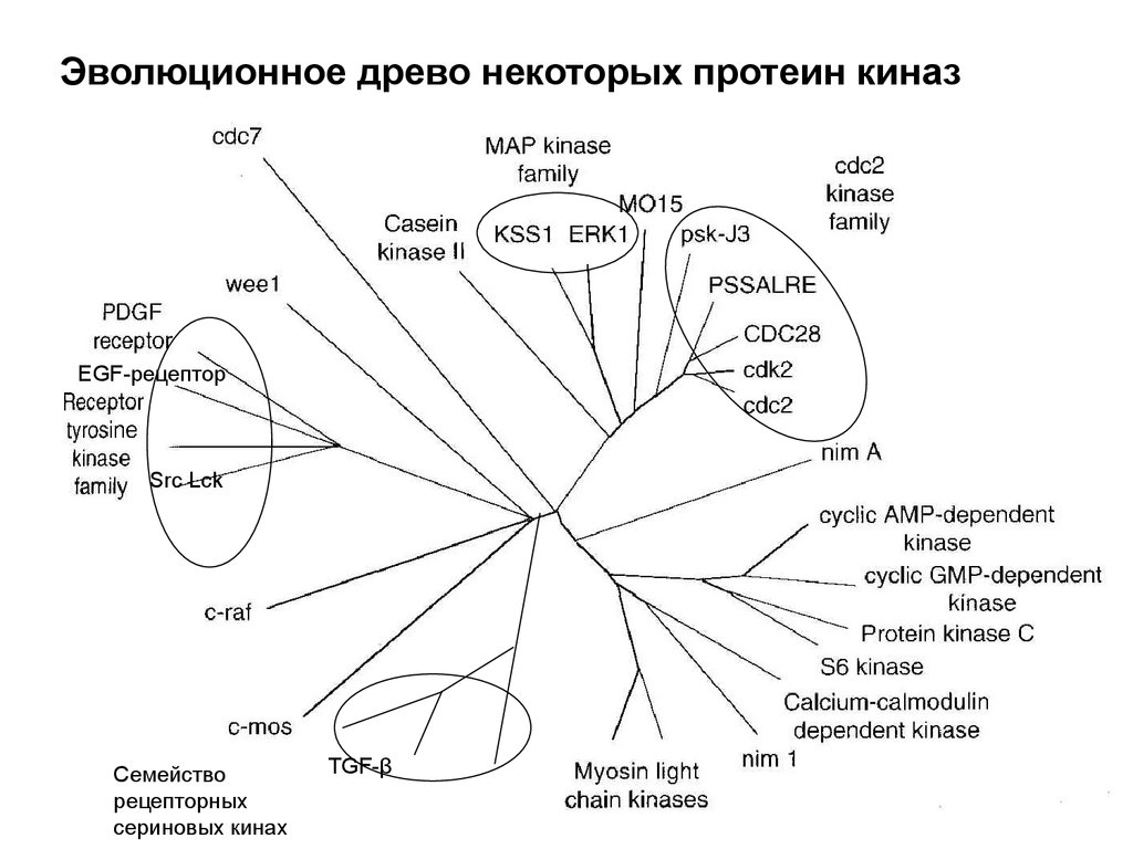 Эволюция древа читать. Эволюционное Древо. Эволюционное Древо вирусов. Эволюционное Древо человека.