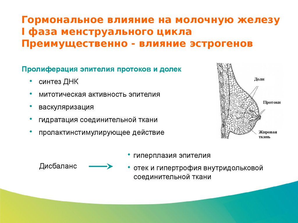 Молочная железа тип железы. Гормоны влияющие на функцию молочной железы. Перечислите гормоны влияющие на функцию молочной железы. Влияние гормонов на молочные железы. Влияние эстрогена на молочные железы.