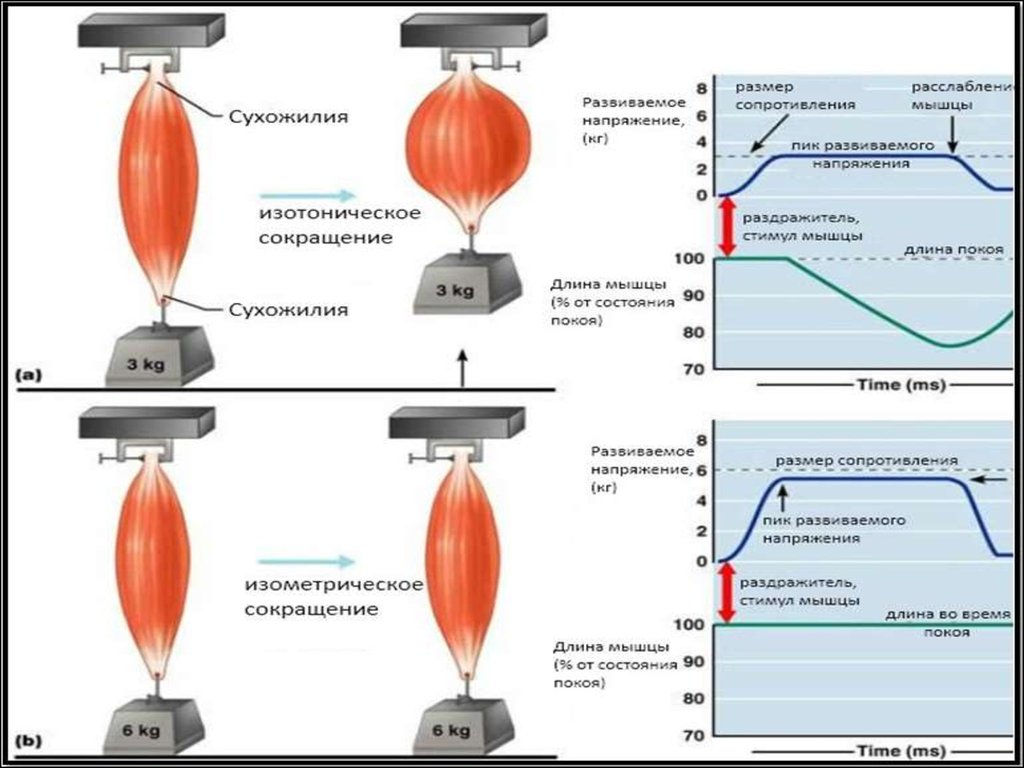 Сокращение мышц. Изотонический и изометрический режимы сокращения мышц. Типы сокращения мышцы изометрическое и изотоническое. Изометрическое сокращение мышц примеры. Изотонический Тип сокращения мышц.