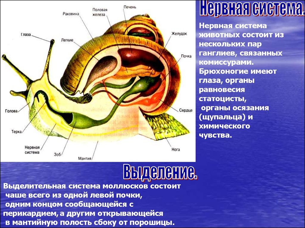 Полость тела моллюсков вторичная. Строение улитки выделительная система. Тип моллюски класс брюхоногие системы органов. Виноградная улитка строение выделительной системы. Пищевая система брюхоногих моллюсков.