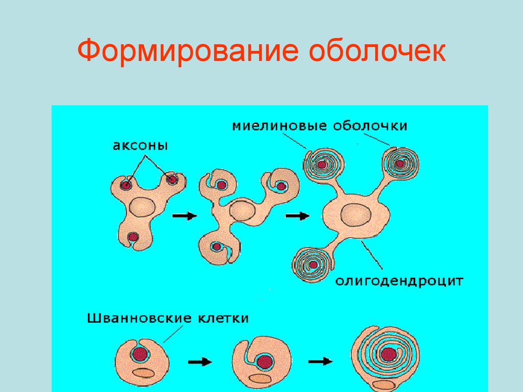 Формирование оболочек