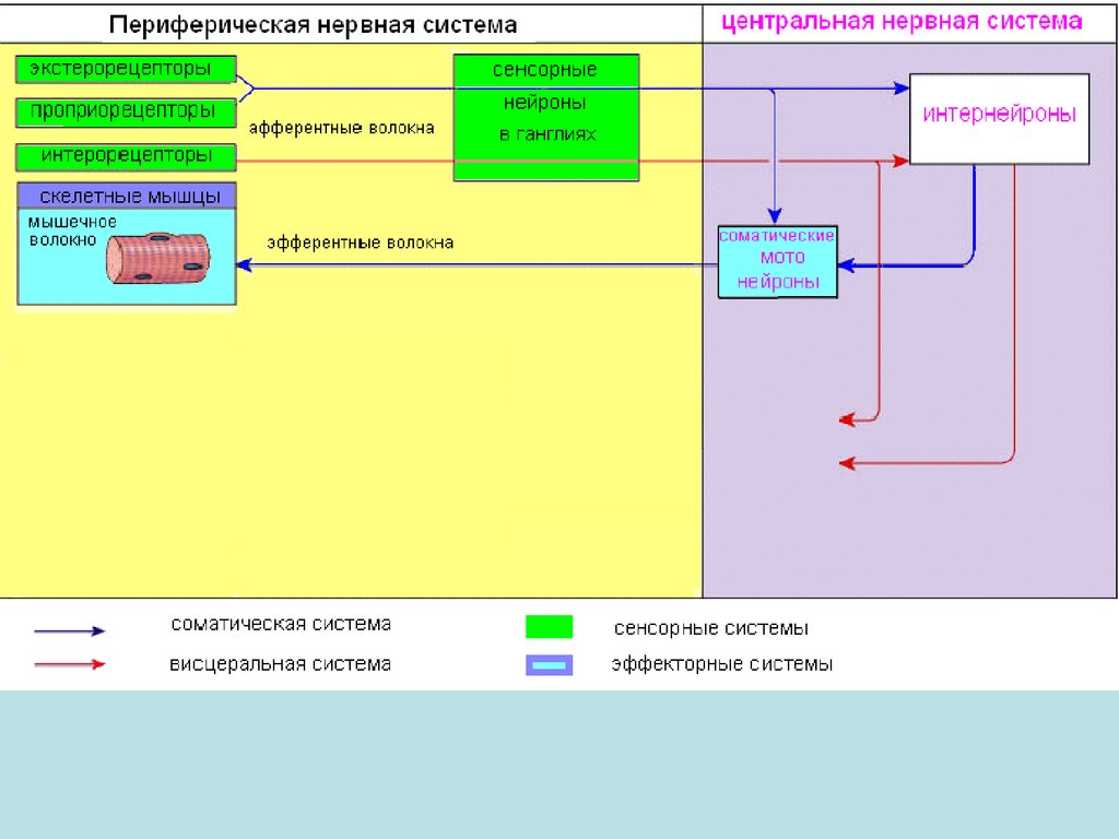 Процессы в сенсорных системах