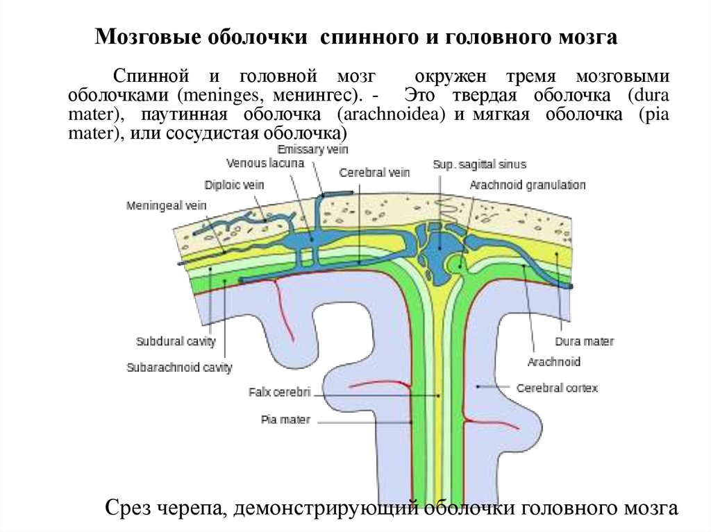 Мозговые оболочки