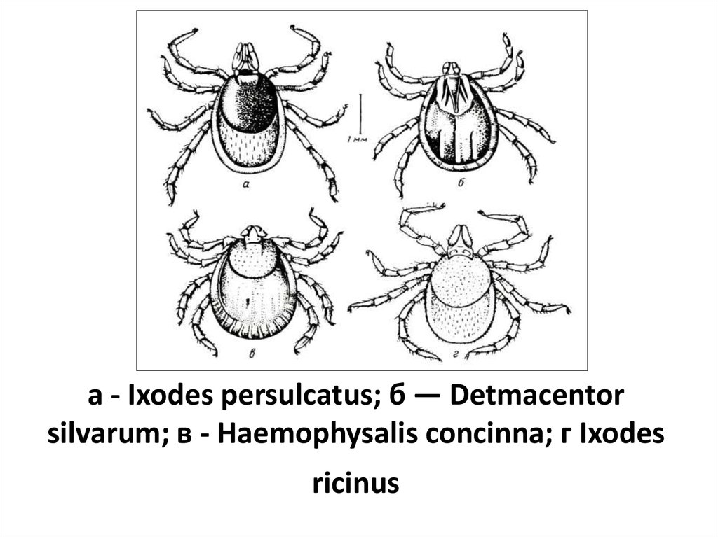 Личинка и нимфа таежного клеща рисунок с обозначениями