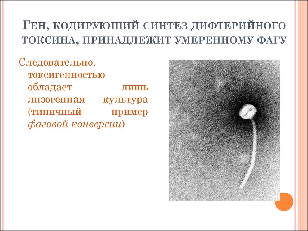 Ген кодирует синтез. Синтез дифтерийного токсина. Лизогенная (фаговая) конверсия. Лизогенная культура это микробиология. Лизогенная культура бактерий это.