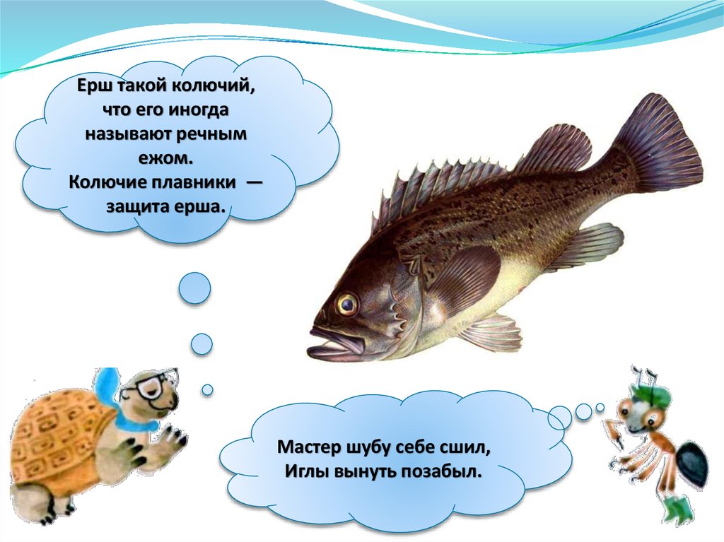 Рыбы презентация для детей. На самом дне в траве густой проживает еж Речной кто он такой. Загадки про рыб для детей. Загадка про ерша. Загадки про пресноводных рыб.