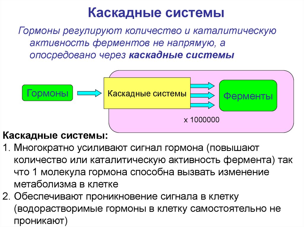 Регулирование чисел. Каскадные системы биохимия. Роль каскадных систем биохимия. Каскадные системы гормонов. Каскадные системы принципы действия биохимия.