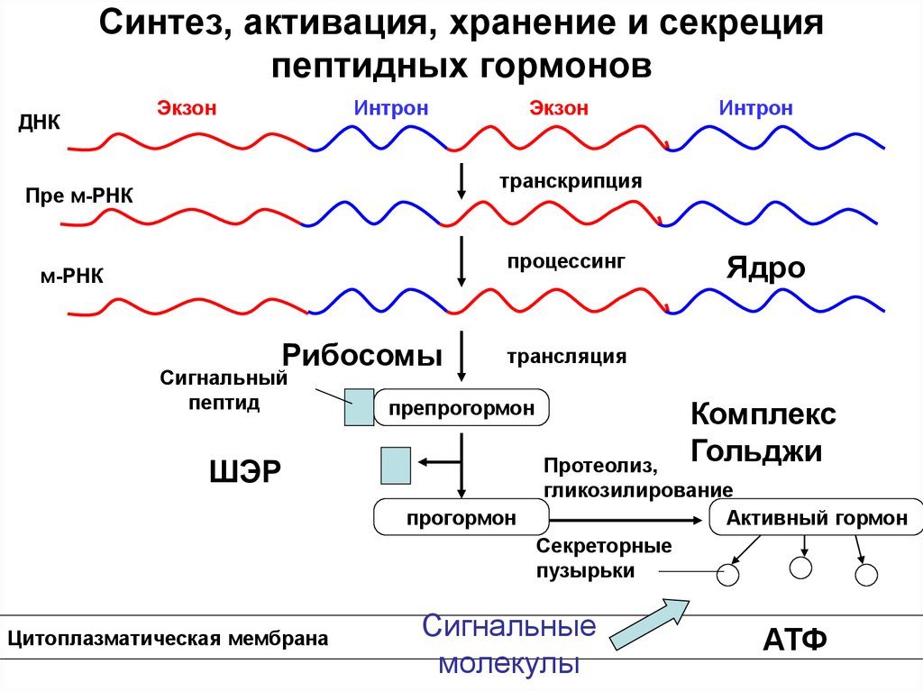 Синтез гормонов происходит. Схема синтеза белково-пептидных гормонов. Синтез белково пептидных гормонов. Механизм синтеза белково пептидных гормонов. Биосинтез гормонов пептидов.