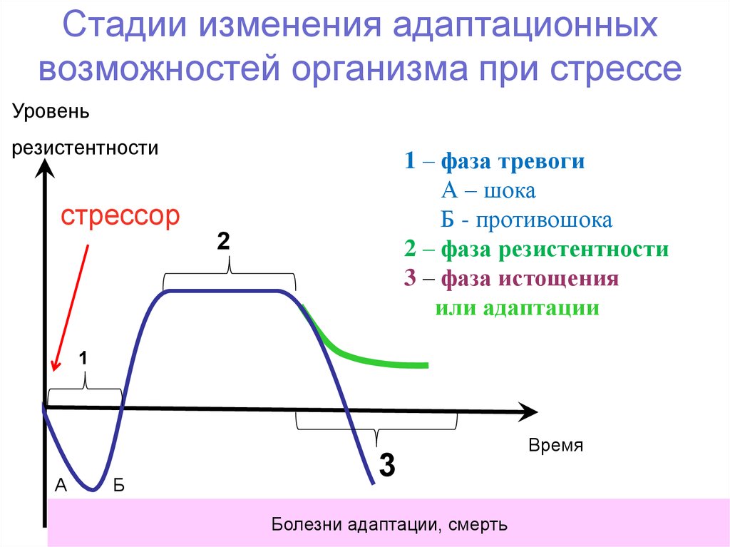 Стадия организма. Стадия резистентности общего адаптационного синдрома. Стадия резистентности при стрессе. Стадия адаптации стресса. Стадии адаптационных изменений.