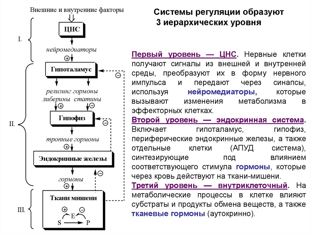 Регуляция обмена веществ роль гормонов