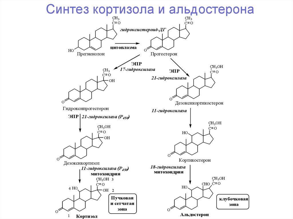 Синтез половых гормонов схема